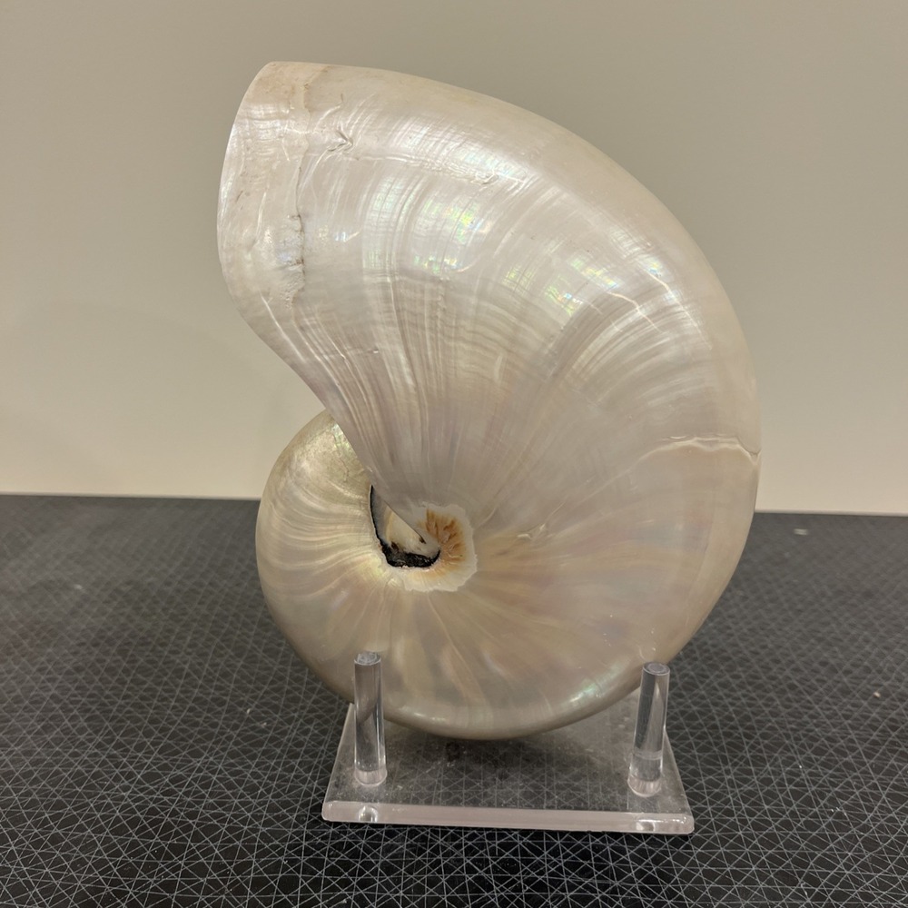 Vintage Large Pearlized Chambered Nautilus Seashell 8" x 6" Gorgeous Authentic